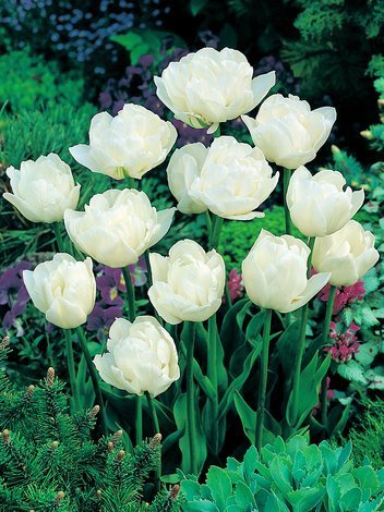MEGAPAKA Tulipan Pełny Późny (Tulipa) 'Mount Tacoma' 25 szt.