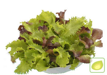 mieszanka sałat fitness baby leaf mieszanka sałat fitness baby leaf