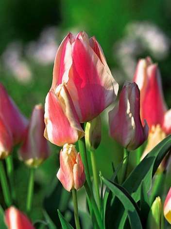 Tulipan Bukietowy (Tulipa) 'Quebec' 5 szt.