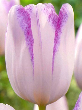 Tulipan Triumph (Tulipa) 'Gwen' 5 szt.