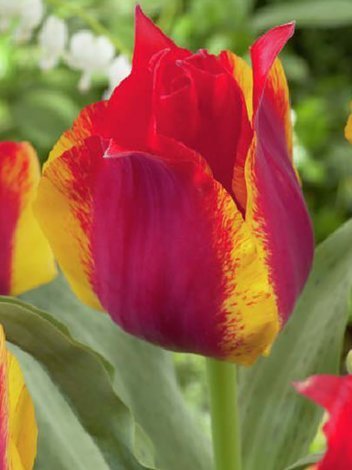 Tulipan (Tulipa) 'Kiev' 5 szt.