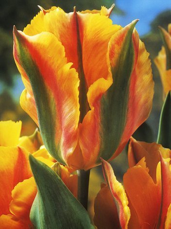 Tulipan Viridiflora (Tulipa) 'Golden Artist' 5 szt.