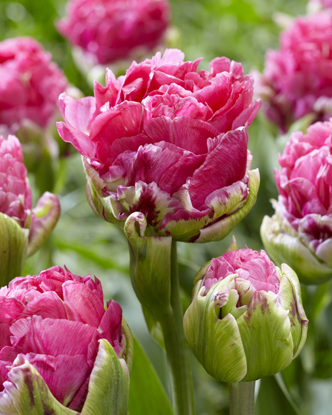 Tulipan Lodowy ( Tulipa ) Pop Up Pink1 szt.