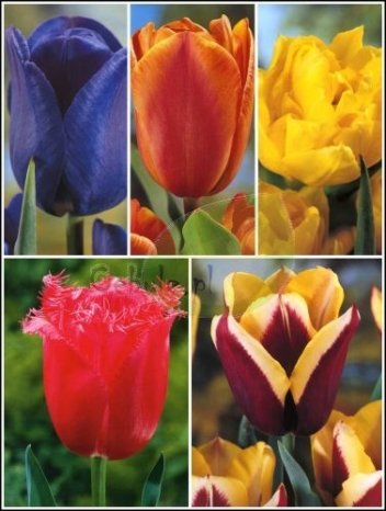 Tulipany jesienne do ogrodu