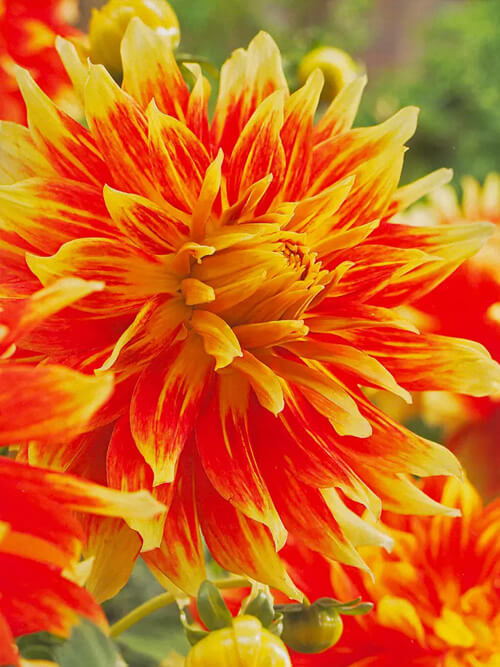 Dalia (Dahlia) 'Bodacious'