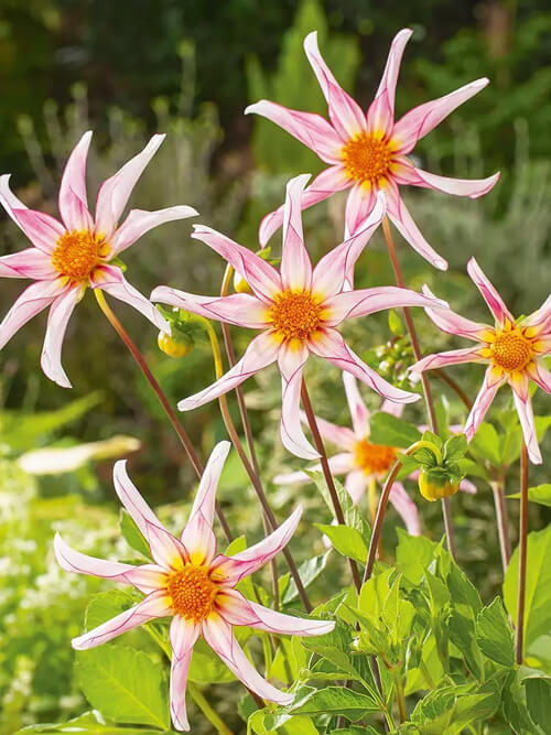 Dalia (Dahlia) 'Honka Fragile'