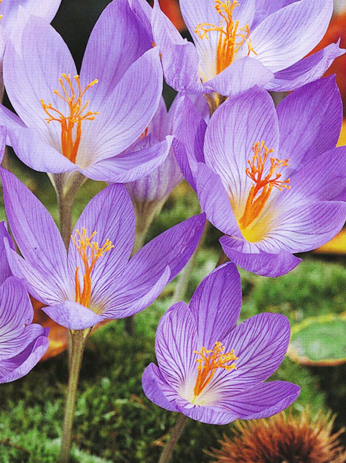 Krokus jesienny Conqueror