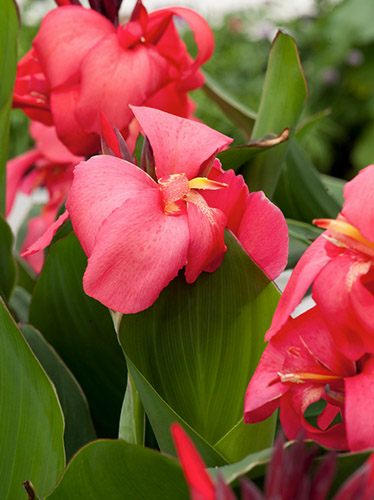 PPaciorecznik (Canna) 'Orchid'