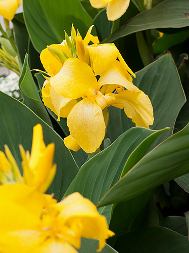 Paciorecznik (Canna) 'Yellow Futurity'