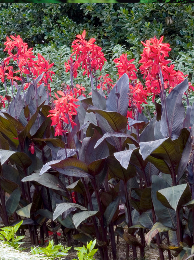 Paciorecznik (Canna) 'Red Futurity'