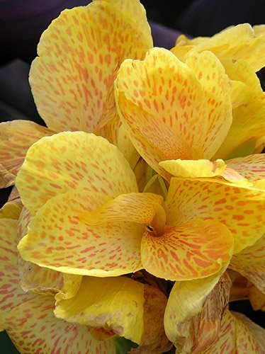 Paciorecznik (Canna) 'Cleopatra'