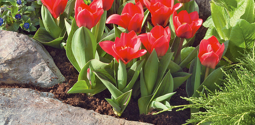 Podłoże dla tulipanów