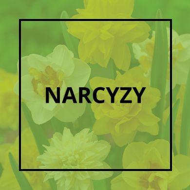 Narcyzy