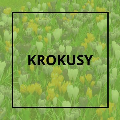 Krokusy