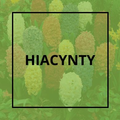 Hiacynty