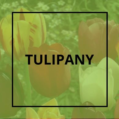 Tulipany