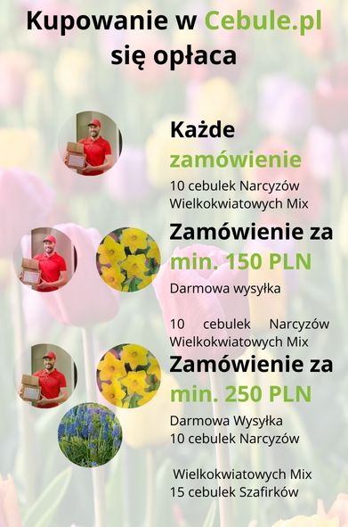 J24 cebulki kwiatowe gratisy