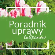 Sadzenie tulipanów - kiedy sadzić tulipany i jak to robić?