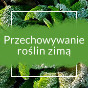 Jak przechowywać cebulki kwiatowe i bulwy zimą