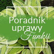 Funkia - uprawa w ogrodzie