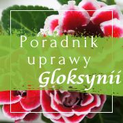 Gloxinia – przewodnik pielęgnacji i uprawy