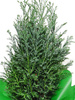 Cyprysik w zielonej kryzie - Choinka Naturalna