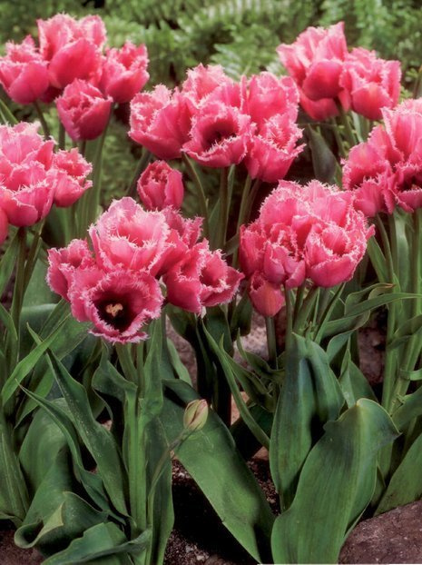 Tulipan Bukietowy (Tulipa) 'Fringed Family'