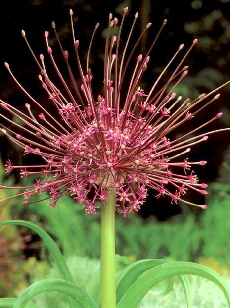 Czosnek Szuberta (Allium) 'Schubertii' 1 szt.