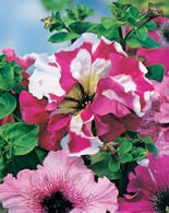 Nasiona Petunia Wielkokwiatowa Superbissima