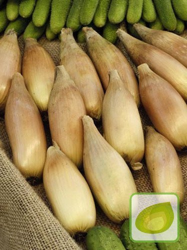 Nasiona Cebula Podłużna TOSCA - średio późna