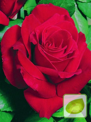 Zestaw Róże Wielkokwiatowe KOLORY