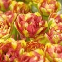 Tulipan Pełny Późny (Tulipa) 'Sundowner' 5 szt.