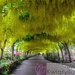 Złotokap Pospolity (Laburnum anagyroides)