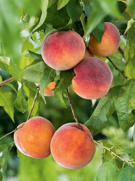 Brzoskwinia 'Aida' | samopylna