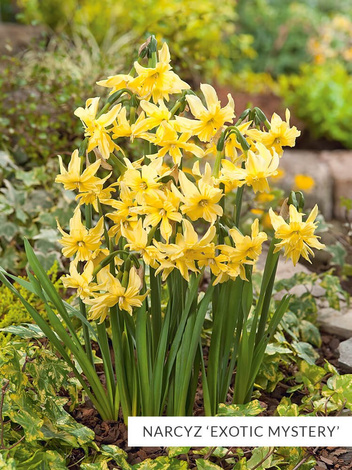 Zestaw Narcyzy Mini 25 szt.