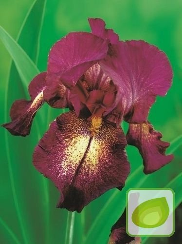 Irys Germanica Attention Please 1009-9