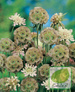 Nasiona Driakiew Gwiaździsta - Scabiosa Stella