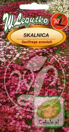 Nasiona Skalnica - Saxifraga