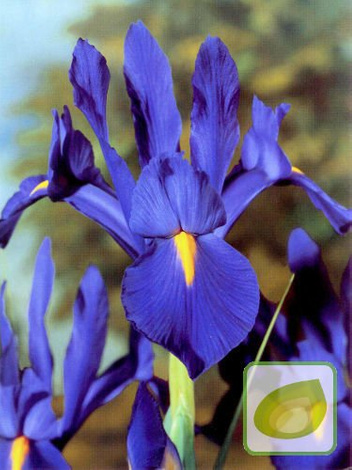 Zestaw Kosaćce Holenderskie