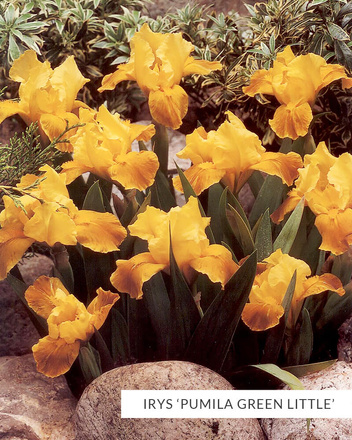 Zestaw Kosaćce 'Pumila'