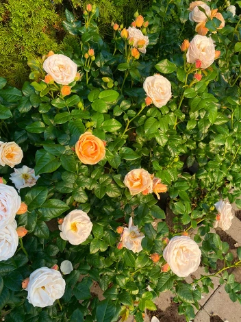 Róża (Rosa) 'Dama Łasku'