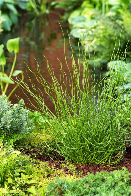 Sit rozpierzchły spiralny (Juncus effusus Spiralis)