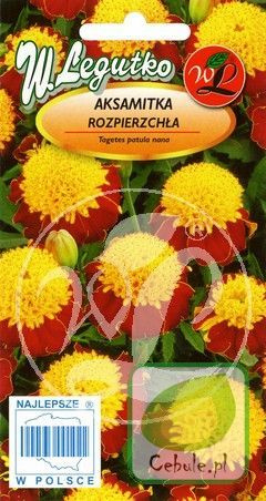 Nasiona Aksamitka Rozpierzchła Orange Flame