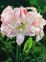 Zwartnica (Hippeastrum) 'Aphrodite' 1 szt.