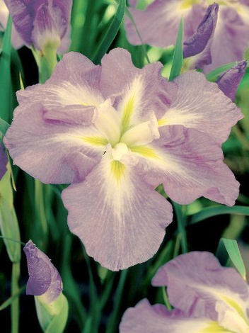 Zestaw Kosaćce Japońskie