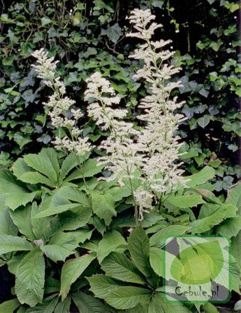 Rodgersja (Rodgersia) Aesculifolia