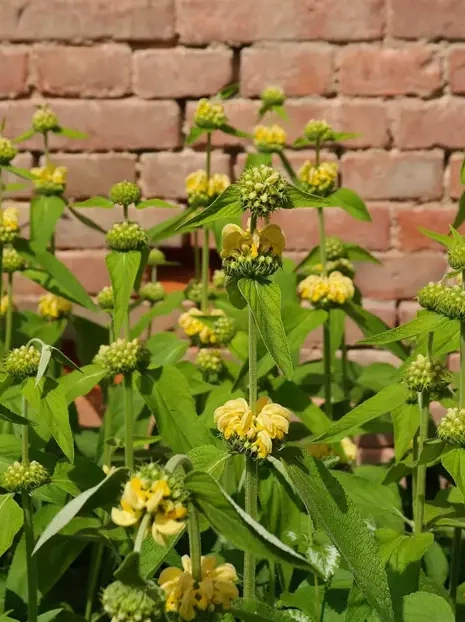 Żeleźniak (Phlomis russeliana)