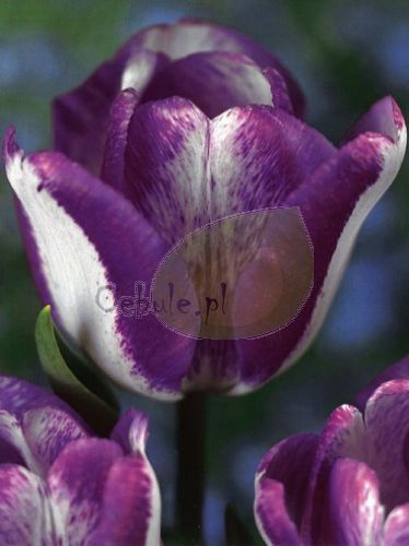 Tulipan Hot Pant11/12