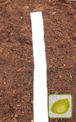 Nasiona Sałata głowiasta Królowa Lata - TAŚMA