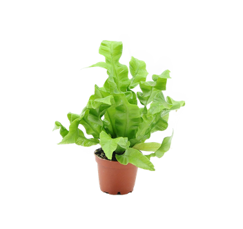 Paproć Zanokcica gniazdowa (Asplenium nidus ‘Crispy Wave’)